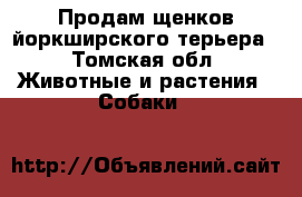 Продам щенков йоркширского терьера - Томская обл. Животные и растения » Собаки   